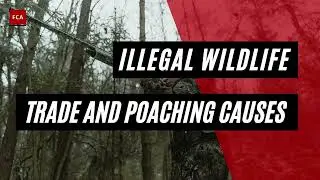 Unmasking the Billion-Dollar Illegal Wildlife Trade: Profits, Poaching, and Prevention