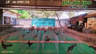 Upd4te 4y4m Jenis KOY Usi4 7 Bul4n Up di Jago Joss Farm Semarang