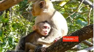 Pitiful Kaya crying loudly to call her mummy Kayoy - How Keyla feed her sister a milk