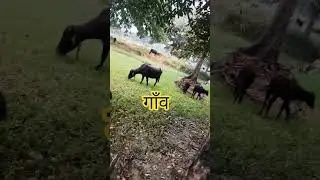 #village #villagelife #goviral #indianvlog #vial #villagelifeindia