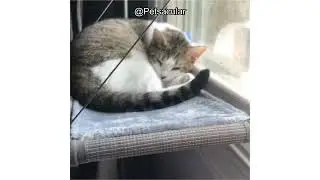 PEFUNY Cat Window Perch Review: Is This Space-Saving Hammock Worth the Investment?