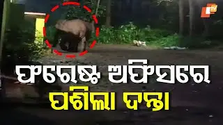 Radio-Collared Tuskless Elephant Enters Koida Beat Office, Causes Panic Before Returning to Forest