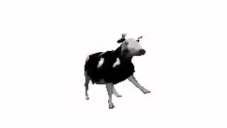 Polish Cow