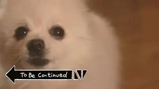 TO BE CONTINUED (YES - ROUNDABOUT) em CACHORR&Ecirc;S