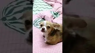 Скоростная автомагистраль. Собака в шоке. Little dog Knopa.