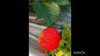 #season #freshstrawberries #shivsagar                           #kokan 