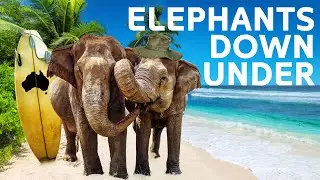 Eight Asian Elephants&rsquo; Incredible Escape And New Beginnings [Wildlife Documentary]