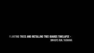 Planting trees and installing tree guards.