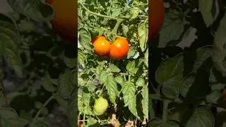 Why do tomatoes crack?  #gardening #vegetablegardening #tomatoplant