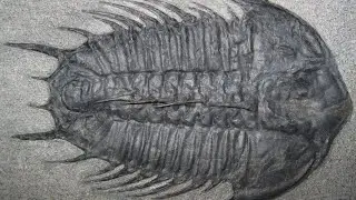 The Incredible Palaeozoic Era: A Timeline of Evolutionary Wonders
