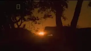 The Living Edens : Asian Elephants at Sunset