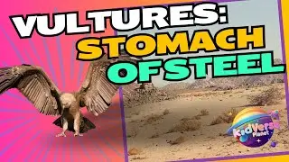 Vulture Documentary: Nature's Cleanup Crew! 🦅♻️