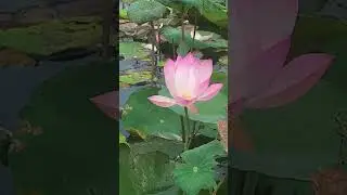 Красивая расслабляющая фортепианная музыка для осознанности 🌴 Pure Spa Music #relaxingmusic #piano