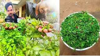 കാന്താരി തഴച്ചു വളരും കൂടുതൽ വിളവ് കിട്ടും