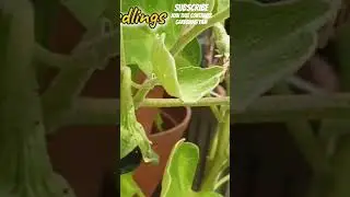 Eggplants Growing In Containers Been Pollinated