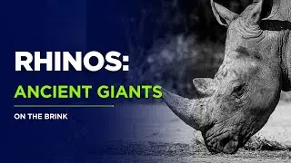 Rhino Extinction Crisis: How Humans Turned a 50-Million-Year Legacy Into a Nightmare