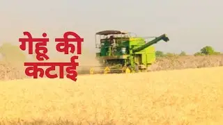 Gehun Ki Katai | Harvester Se Cutting | Ravi Vlogs | Harvesting