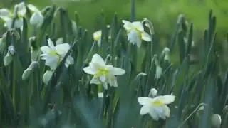 Deer: and how to deter them on a flower farm