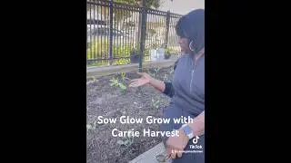 Sow Glow Grow with Carrie Harvest #makeamericahealthyagain #gardening #ihavethisthingwithplants