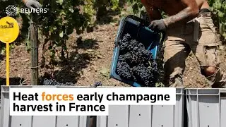 Hot summer forces early champagne harvest in France