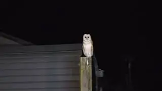 Creepy BARN Owl cut on camera