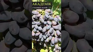 Сорт Академик #виноград #Интервью #агросоветы #виноградарство #сорты #мнениеспециалиста #академик