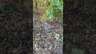 Checking the traps 🦊 #animal #trap #fox #animalrescue