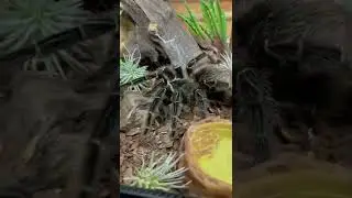 У паука колтуны! Расчесываю щеткой для бровей с алика