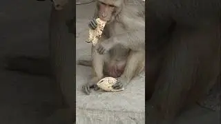 jay. jay. jay   ho.