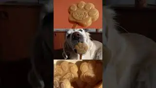 Creamy Caramel Dog Ice &ndash; A Surprisingly Healthy Treat Your Dog Will Love! 🐶🍦