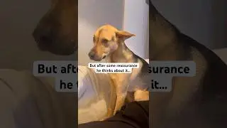 RESCUE PUPPY TOO TIMID TO CUDDLE