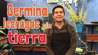 🥬 Cómo GERMINAR SEMILLAS de LECHUGA | CÓMO SEMBRAR LECHUGA 🥬