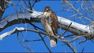 Climate Hawks