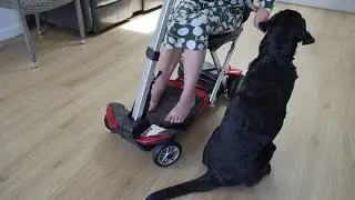 Assistance Dog supporting Handler with MS