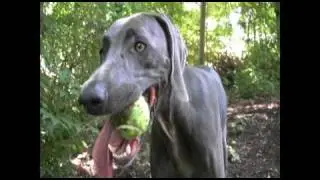 Ball Obsession- Rex