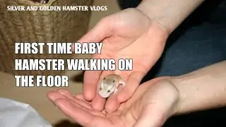 baby hamster walking first time on the floor
