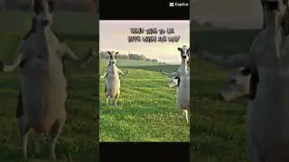 #memes #humanfallflat #24march #dogos #funny #humansfallflat #facereveal #cat #humanfall #coverartis