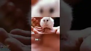 Eerste woordjes voor Kinderen 1-3 jr | Hamster