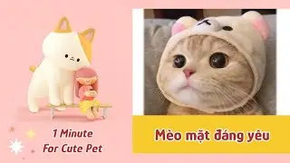 Những b&eacute; m&egrave;o si&ecirc;u đ&aacute;ng y&ecirc;u #thichthu #mrlike