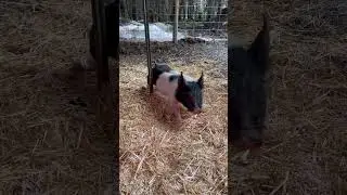 💃🏽#animalsdancing #bootyshake