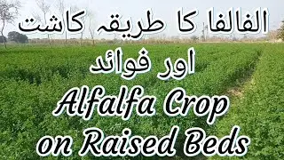 Alfalfa Crop on Raised Beds
