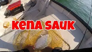 Memancing Apollo Pulau Undan - Sasaran Ikan Sagai