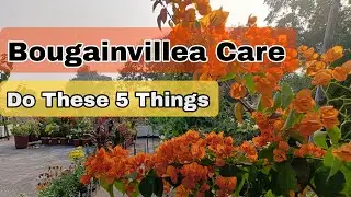 🔴Simple Bougainvillea Care Tips That Really Work ll #bougainvilleacaretipa #gardeningrips