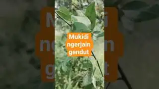 mukidi ngerjain gendut#woko channel