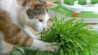 Catit Senses 2.0 Grass Planter