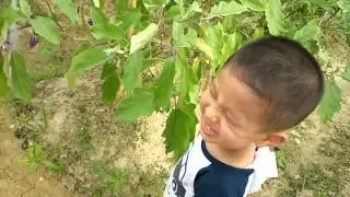 Jimmy Chong picking 