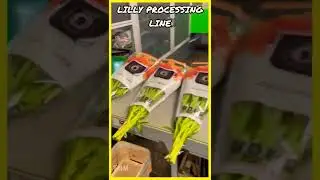 Lilly Processing Line #shorts #lilly #lille #automation #packaging #flowers #engineering