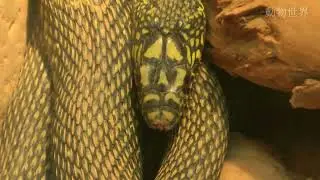 Keeled rat-snak\王绵蛇