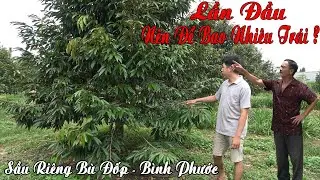 SẦU RIÊNG TƠ, LẦN ĐẦU MANG TRÁI NÊN ĐỂ BAO NHIÊU?