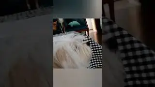 LHASA APSO WATCHES TV!! |Dollar The Lhasa Apso #shorts#yt#ytshorts#dollarthelhasaapso#metime#fyp#tv